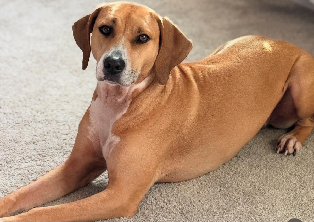 Training Consultation