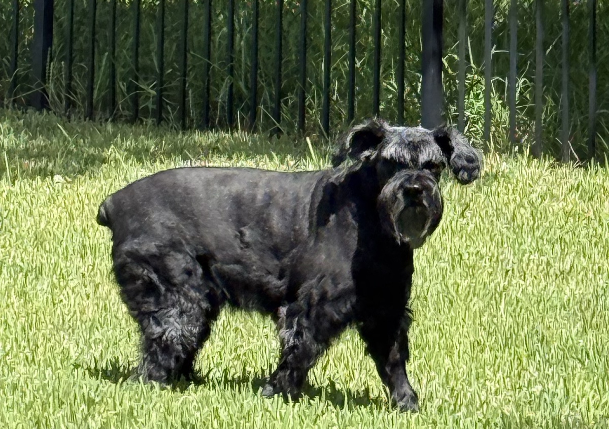 Pet Waste Removal