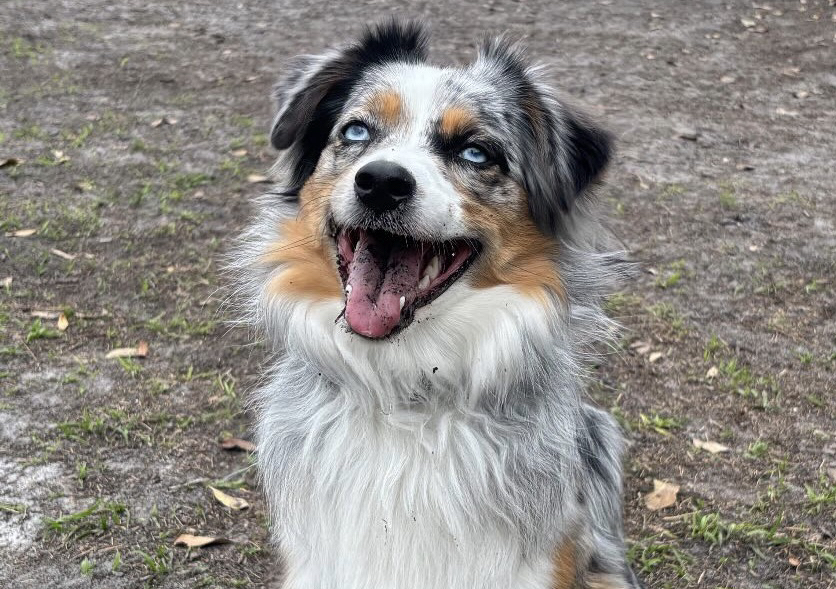 Standard Drop In (35 minutes)