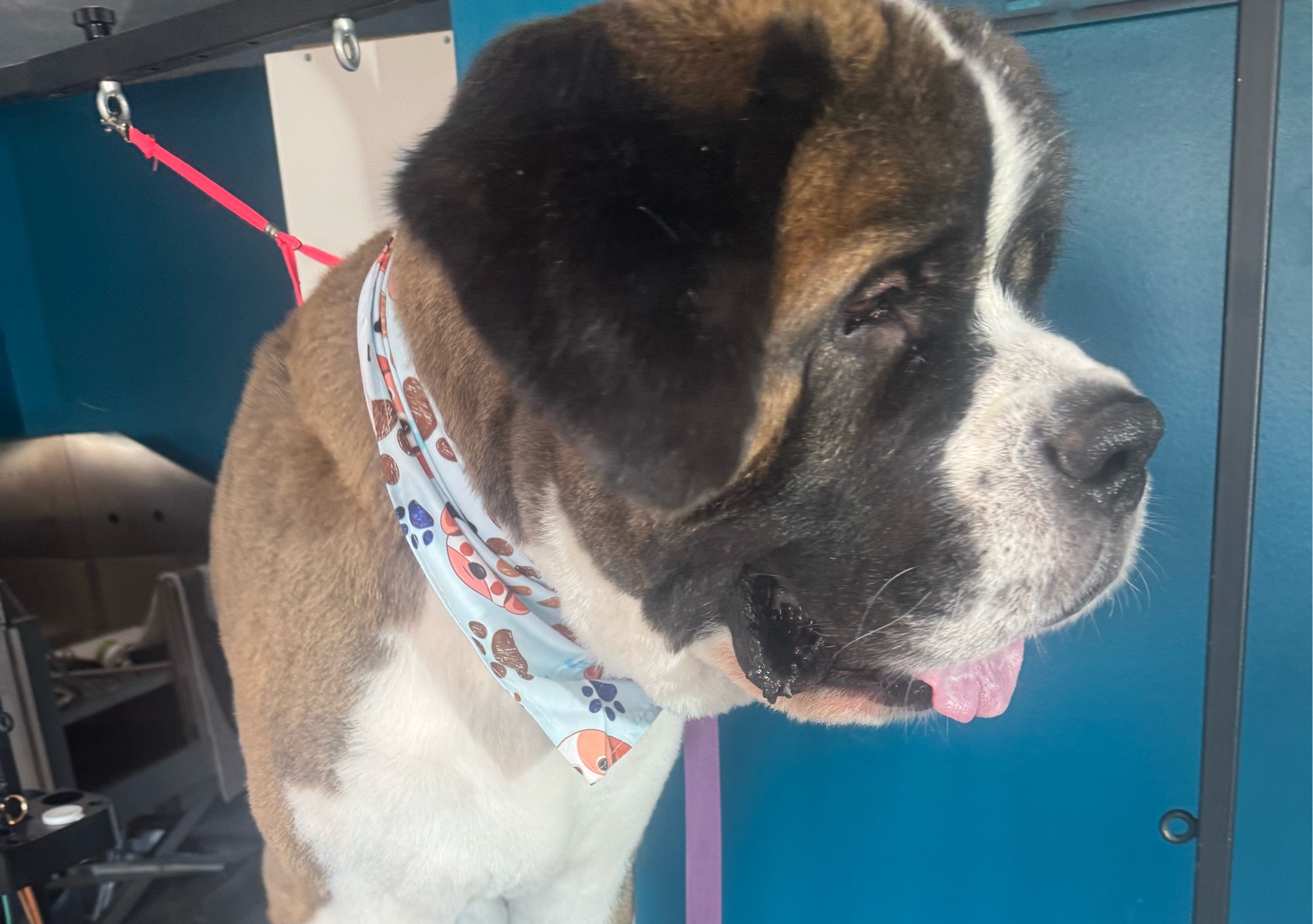 XL Breeds Full Groom 