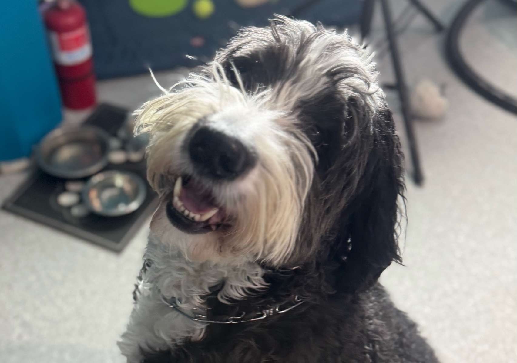 Large Breed Bath + Brush 