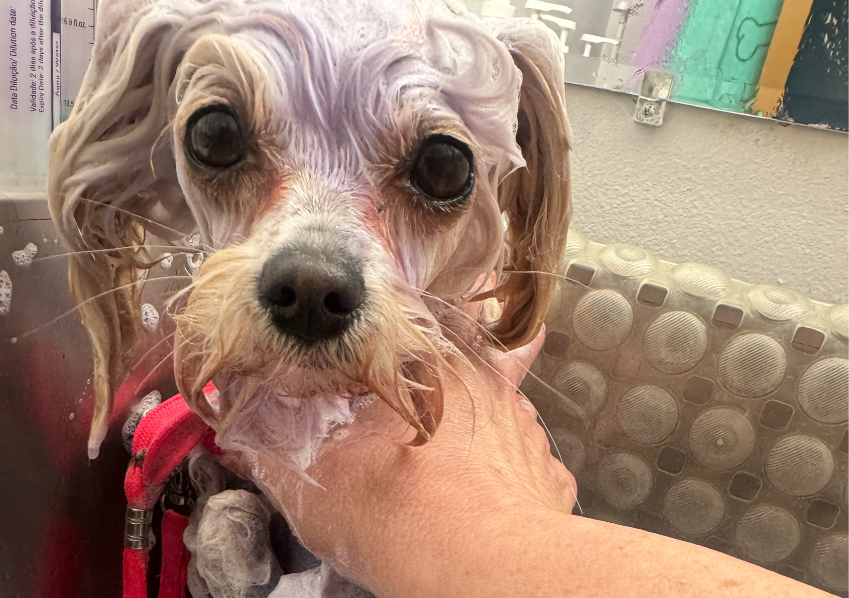 Small Breed Bath + brush