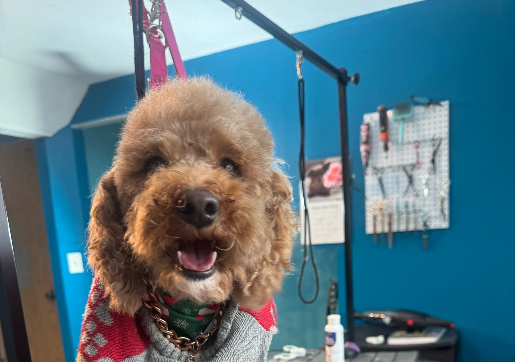 Medium Breed Full Groom 