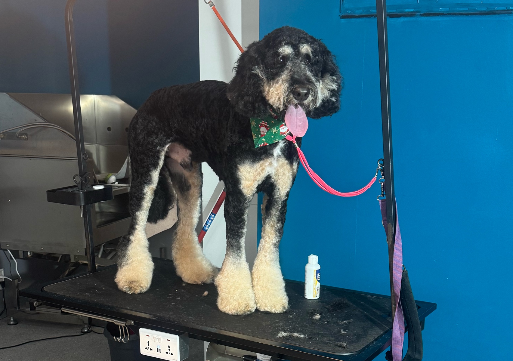 Large Breed Full Groom 