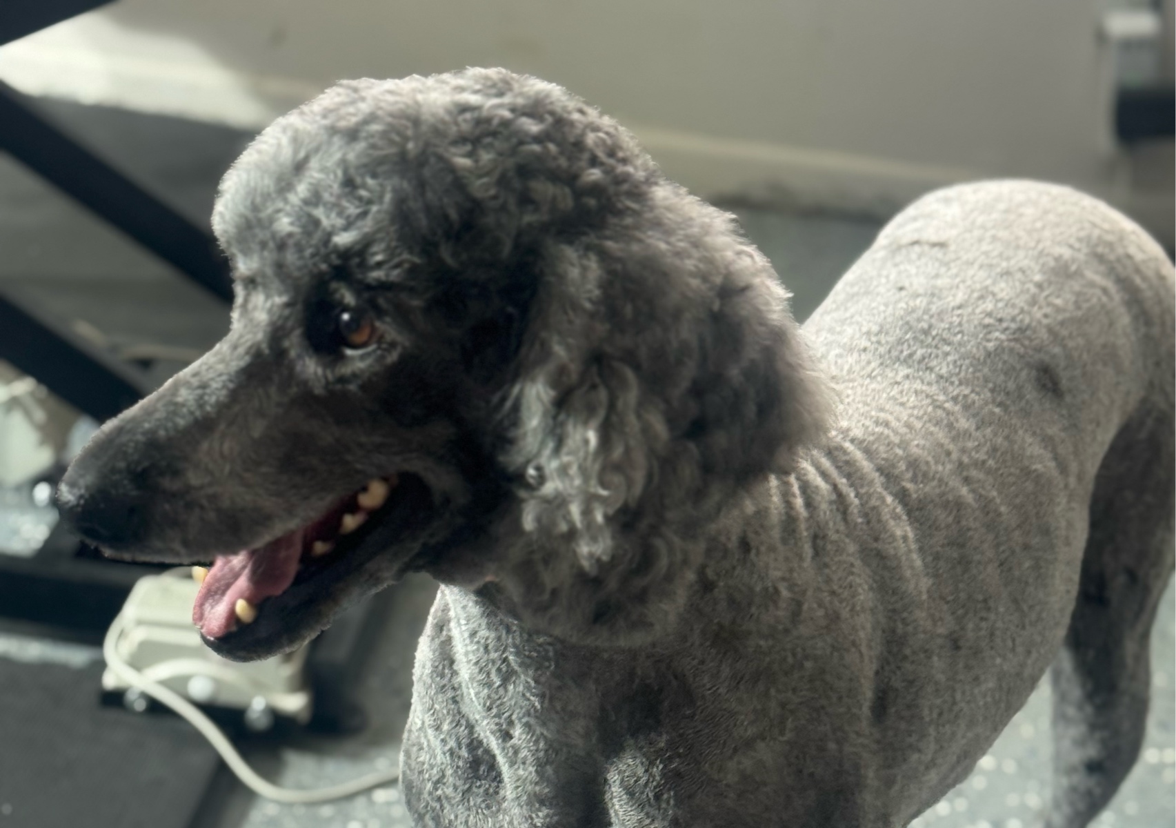 Large standard Poodle Full Groom 
