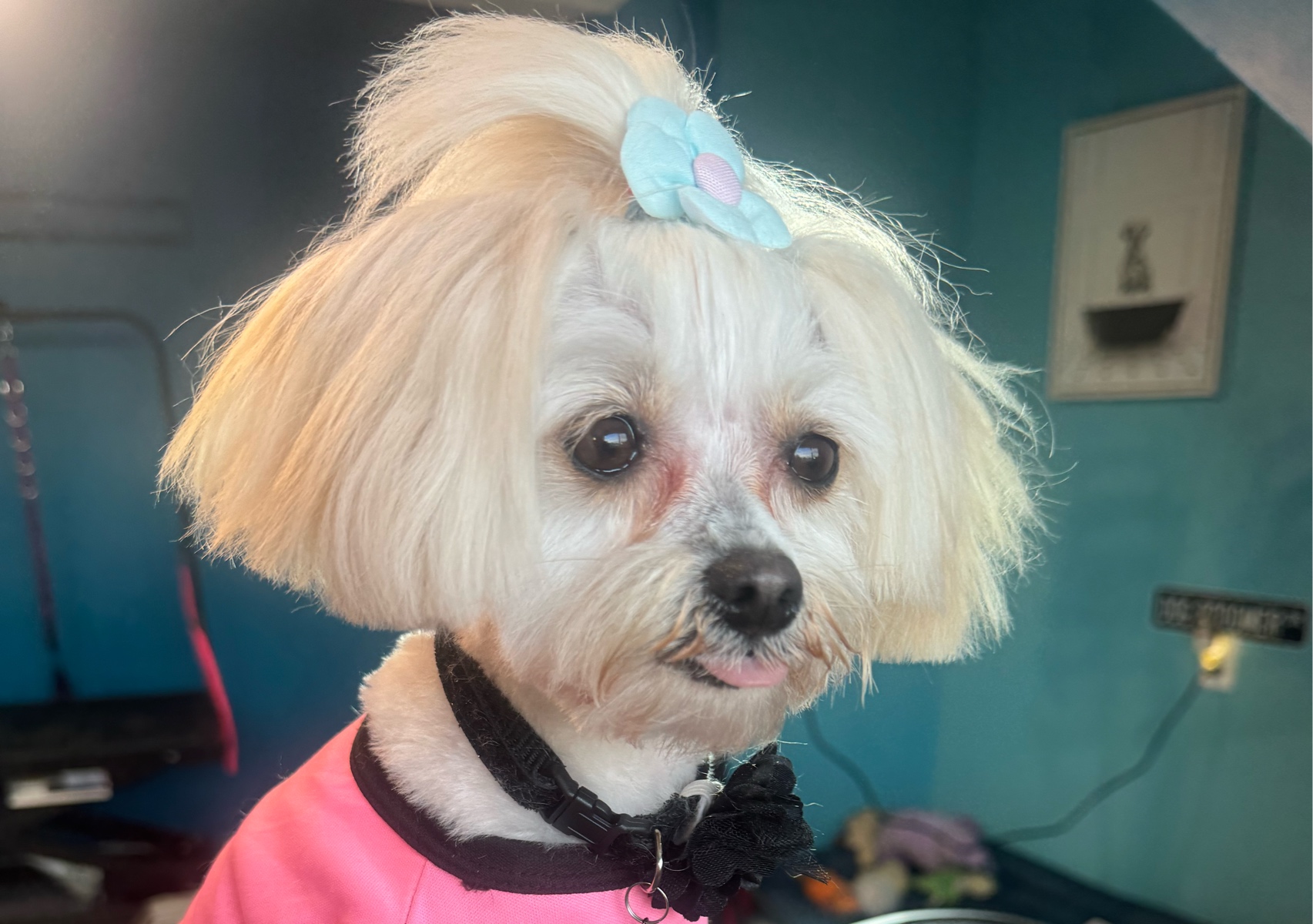 Small Breed Full groom