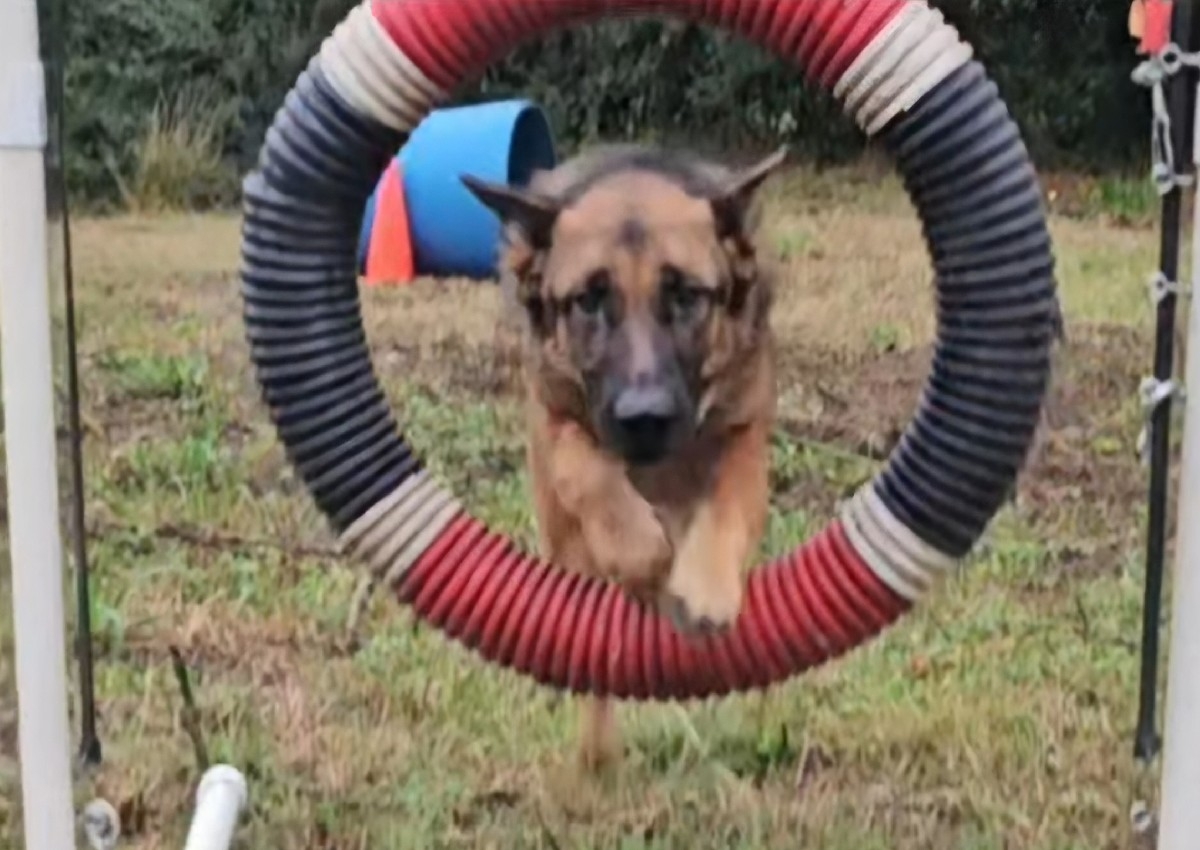 KATA-AGILITY PARK-WITH TRAINER