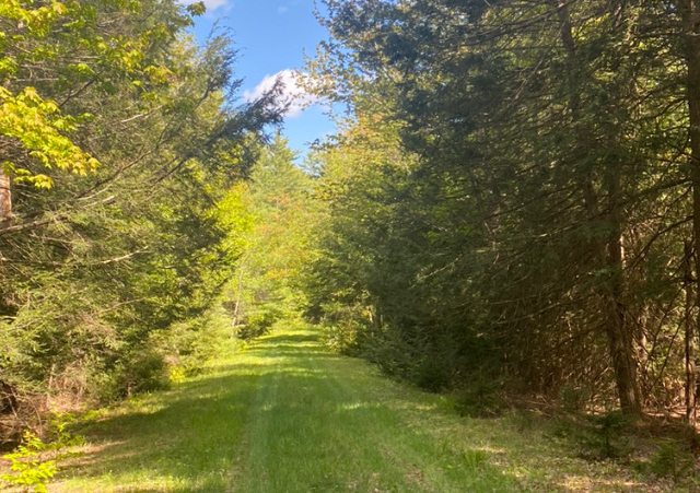 Holistic Wellness Journey