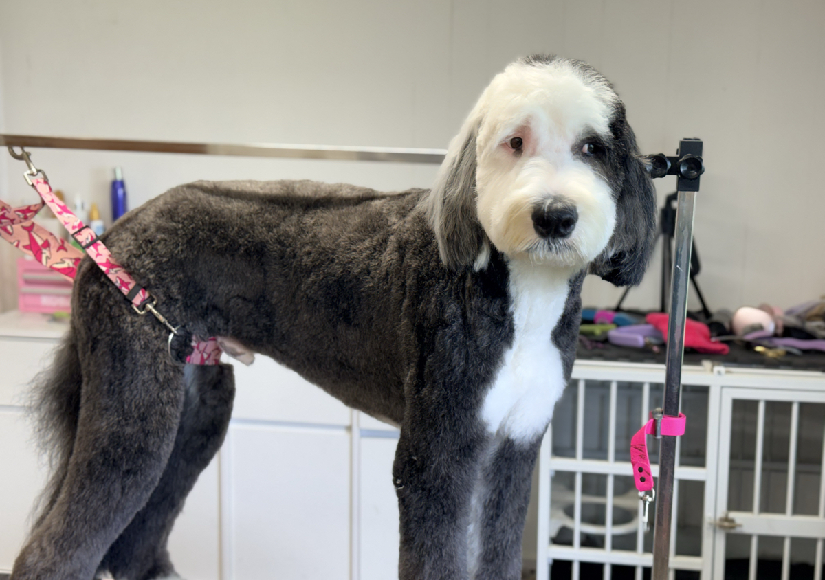 Large Dog Full Groom