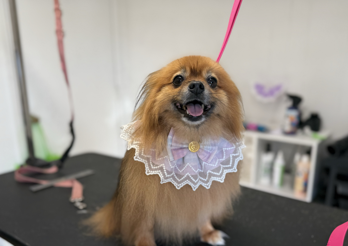 Small Dog Double Coat Care