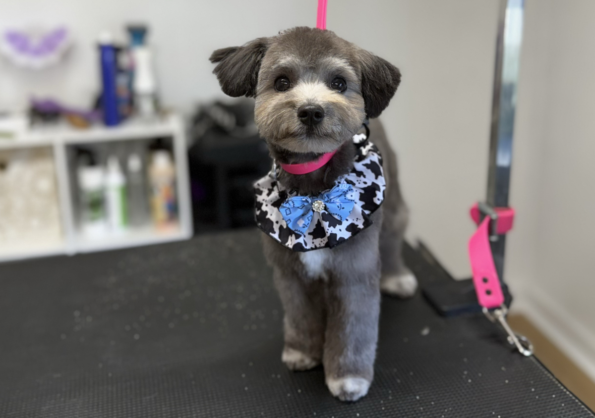 Kenzie’s Puppy Grooming Academy