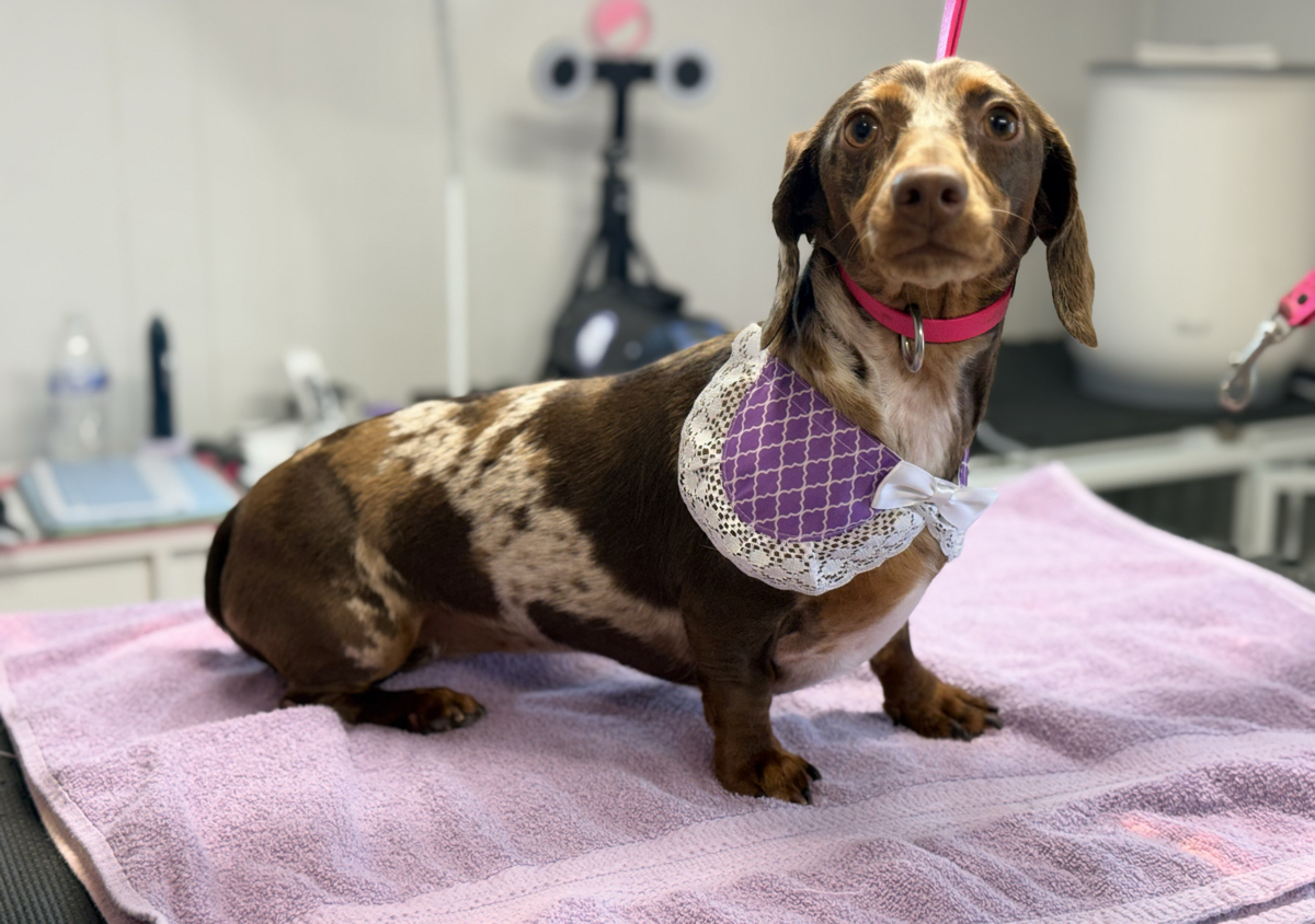 Small Dog Bath & Blow Out