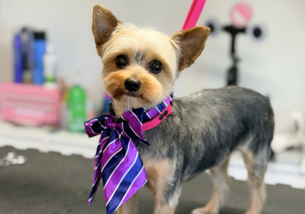 Small Dog Full Groom