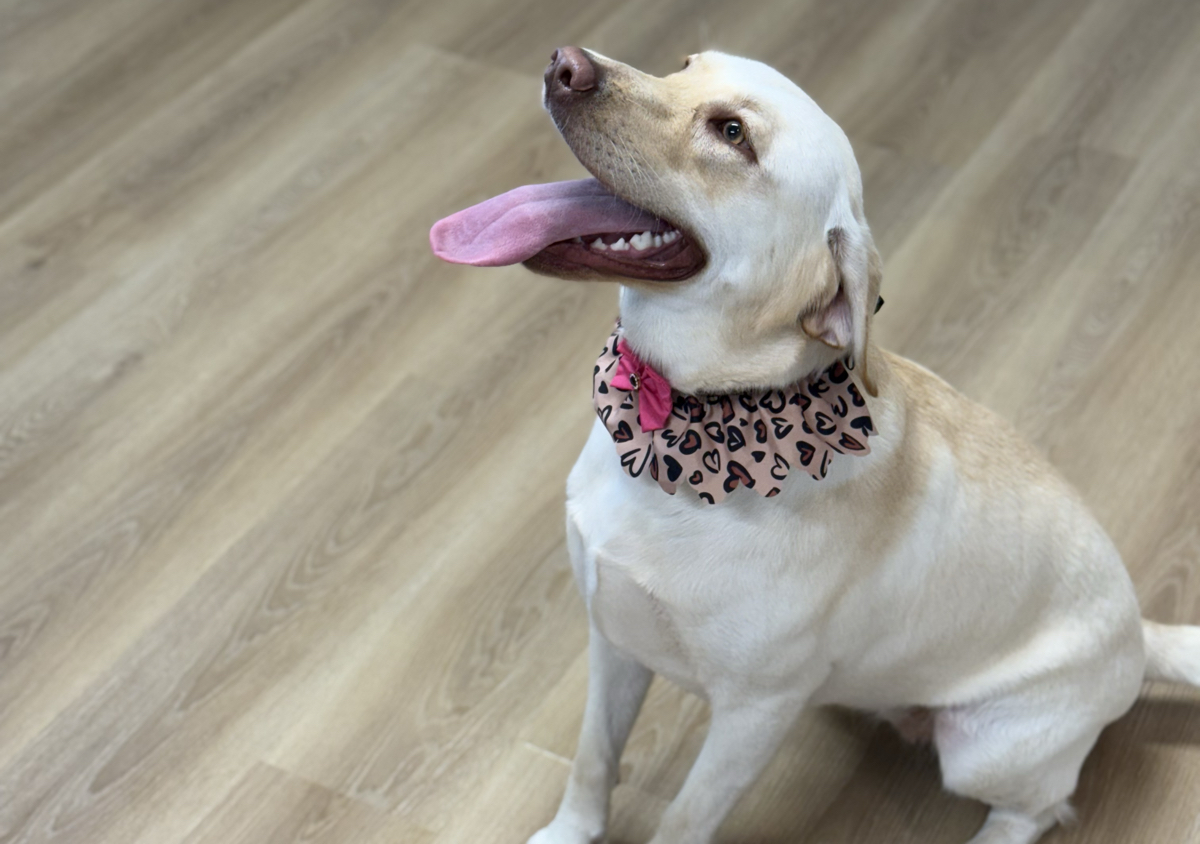 Large Dog Bath & Blow Out