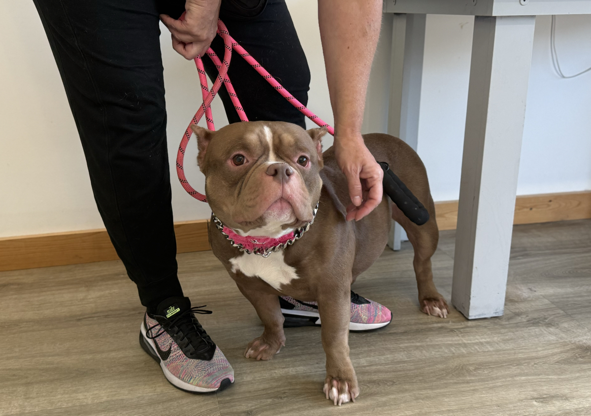 Medium Dog Bath & Blow Out