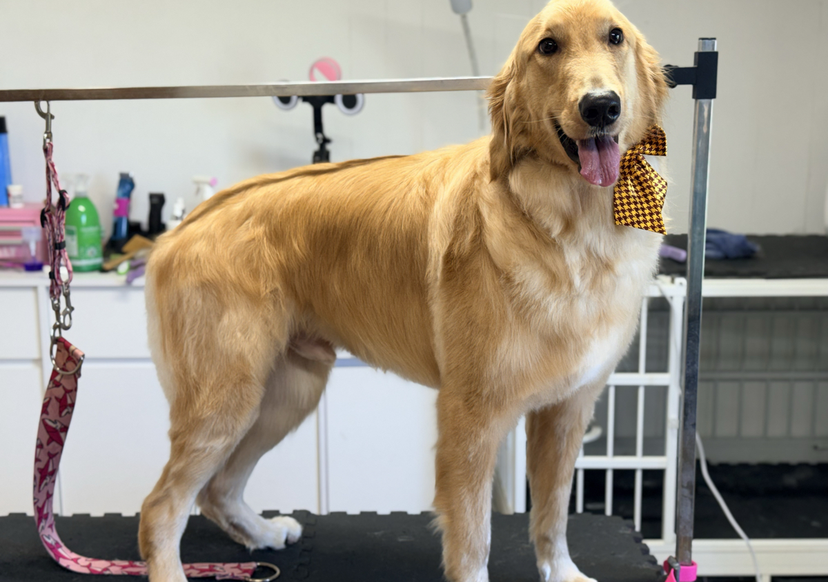 Large Dog Double Coated Coat Care