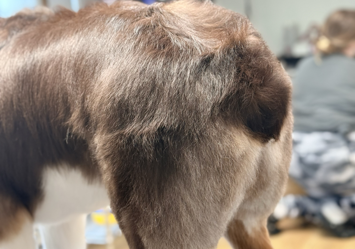 Medium Dog Double Coated Care