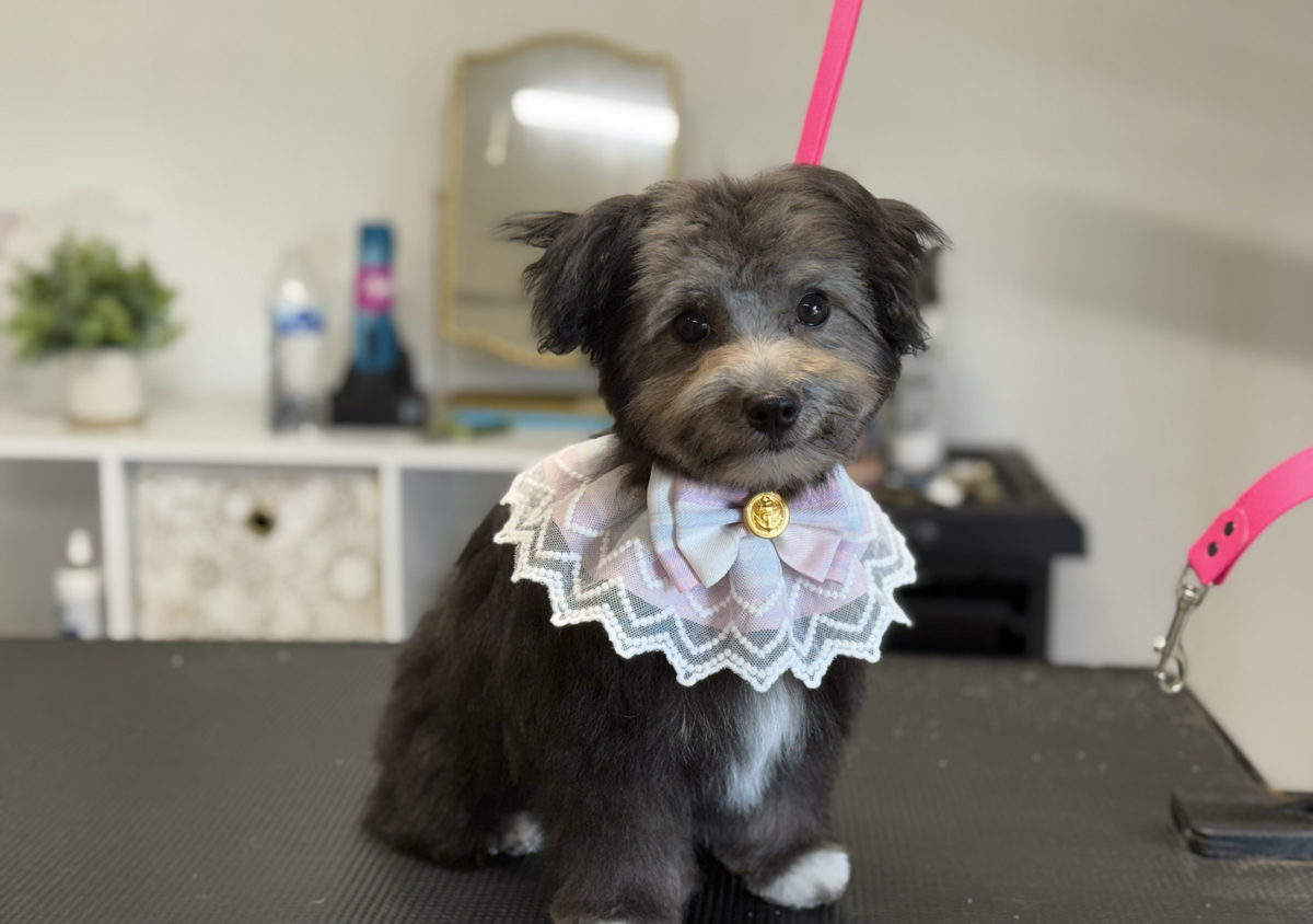Puppy’s First Groom