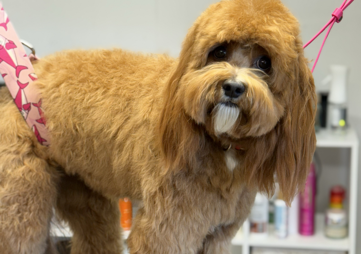 Medium Dog Full Groom