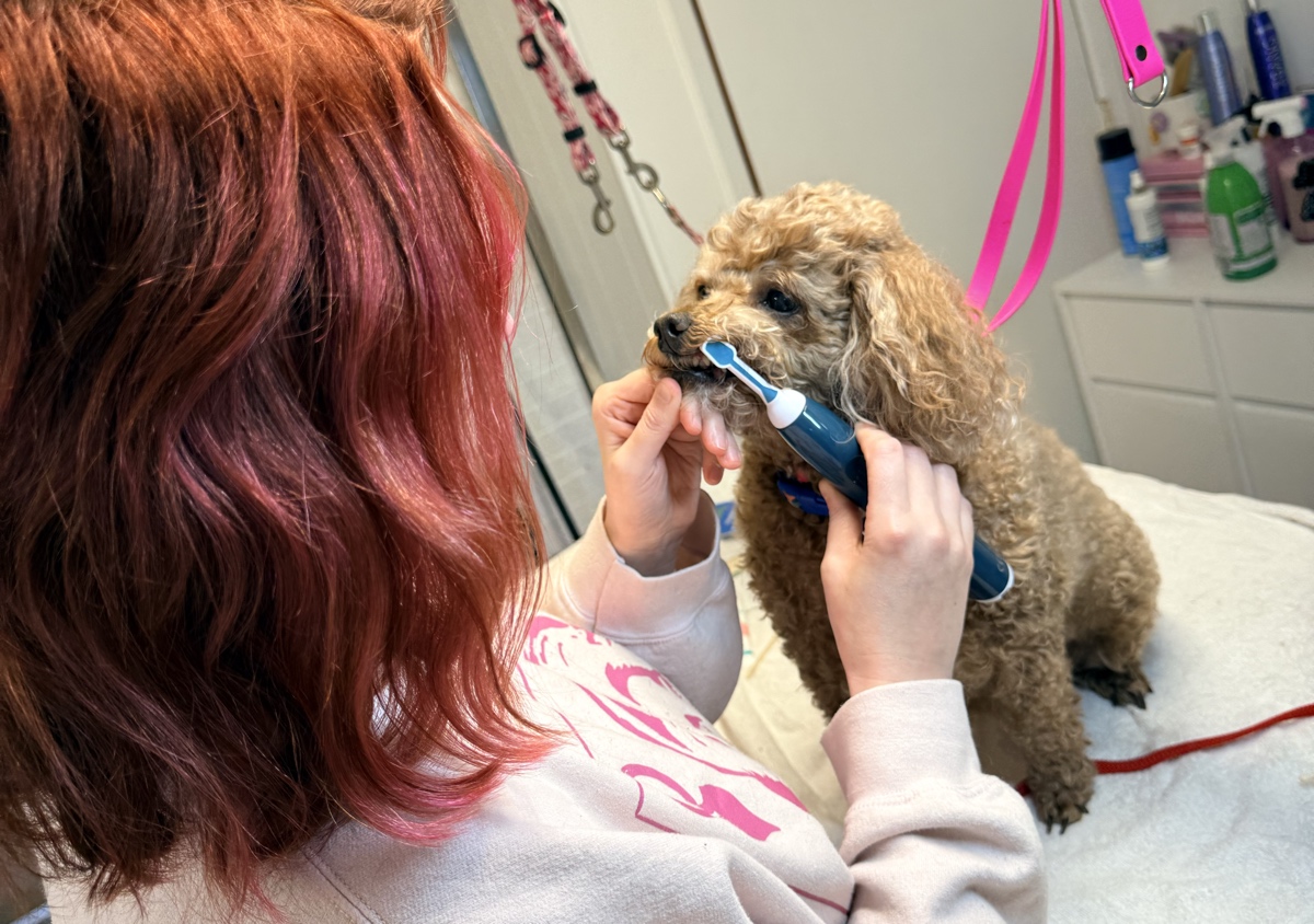 Emmipet Ultrasonic Care Consult