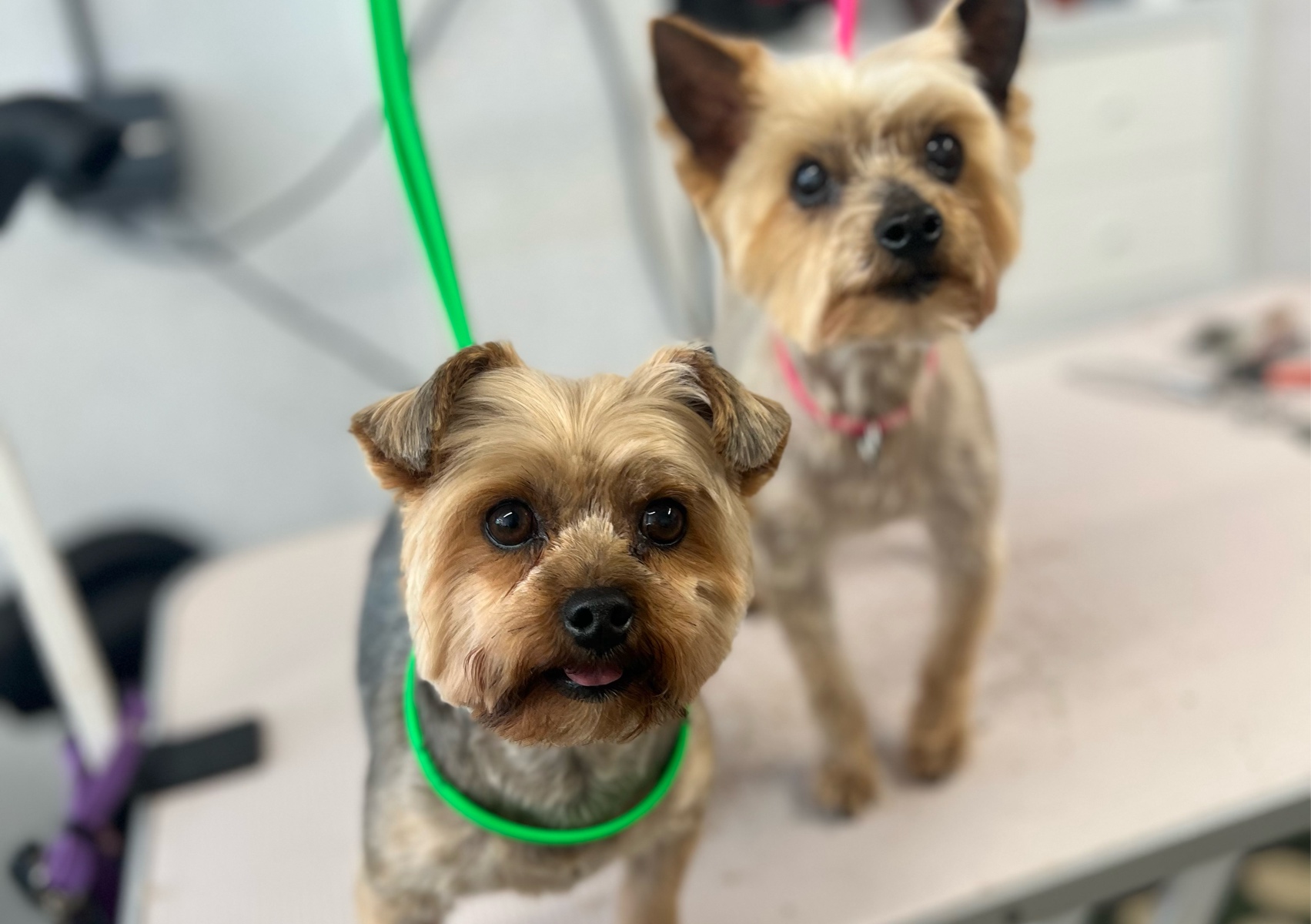 Full groom for extra small sized dog