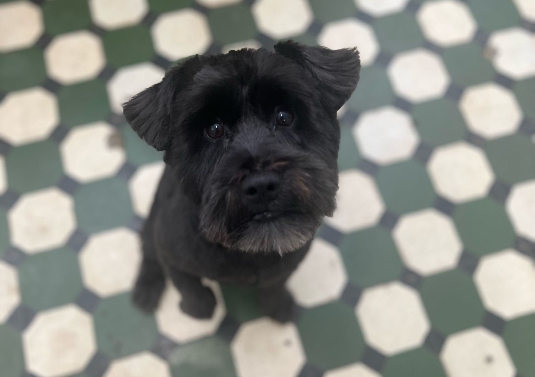 Full groom for Small sized dog