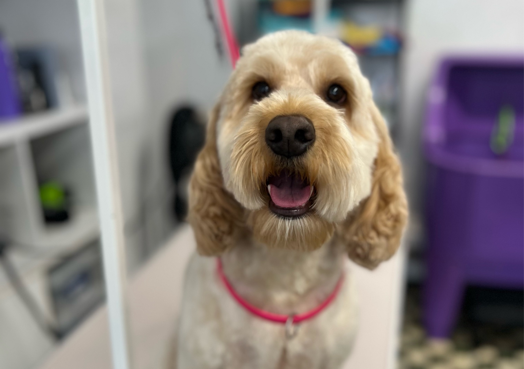 Full groom for large sized dog