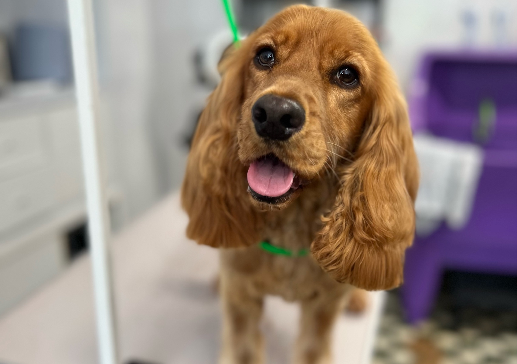 Full groom for medium sized dog