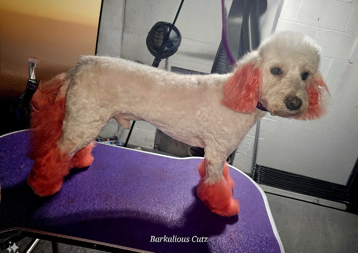 Custom dye feet,tail,ears