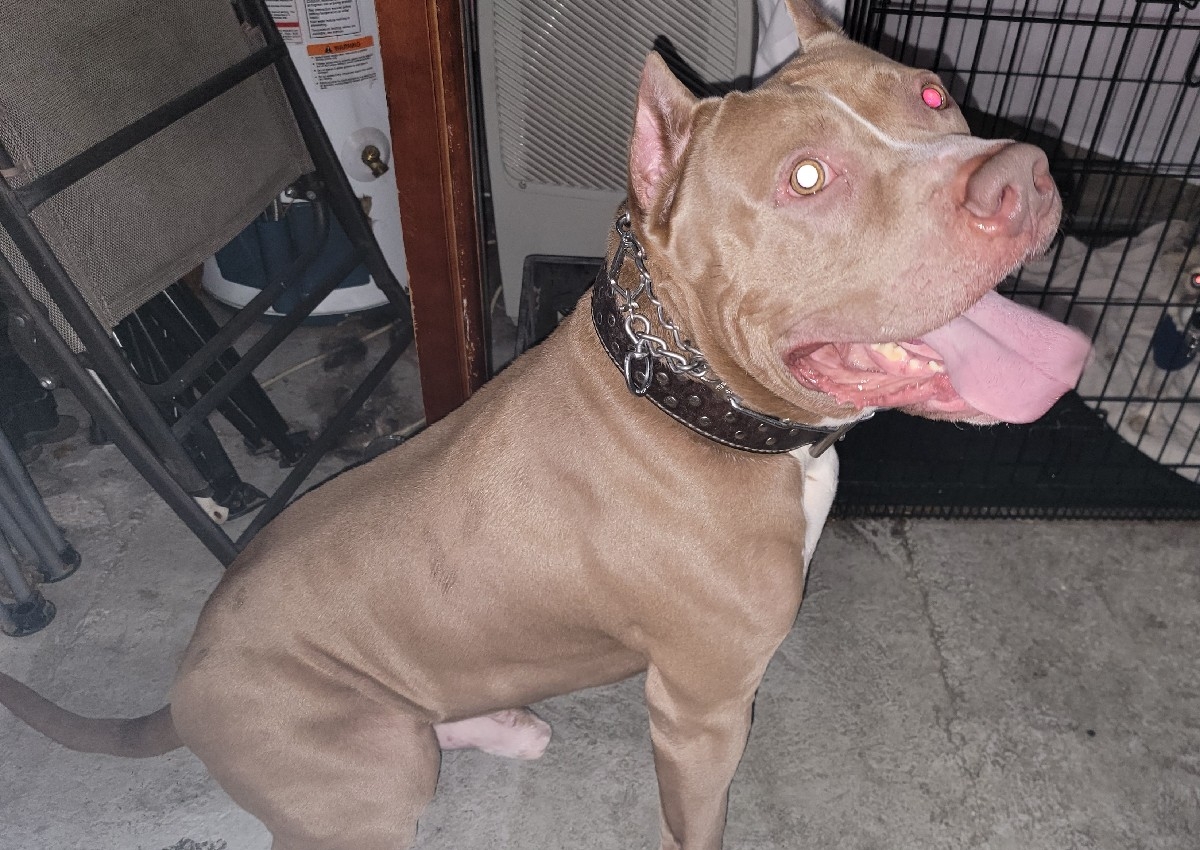 Med- Lg Bath and brush