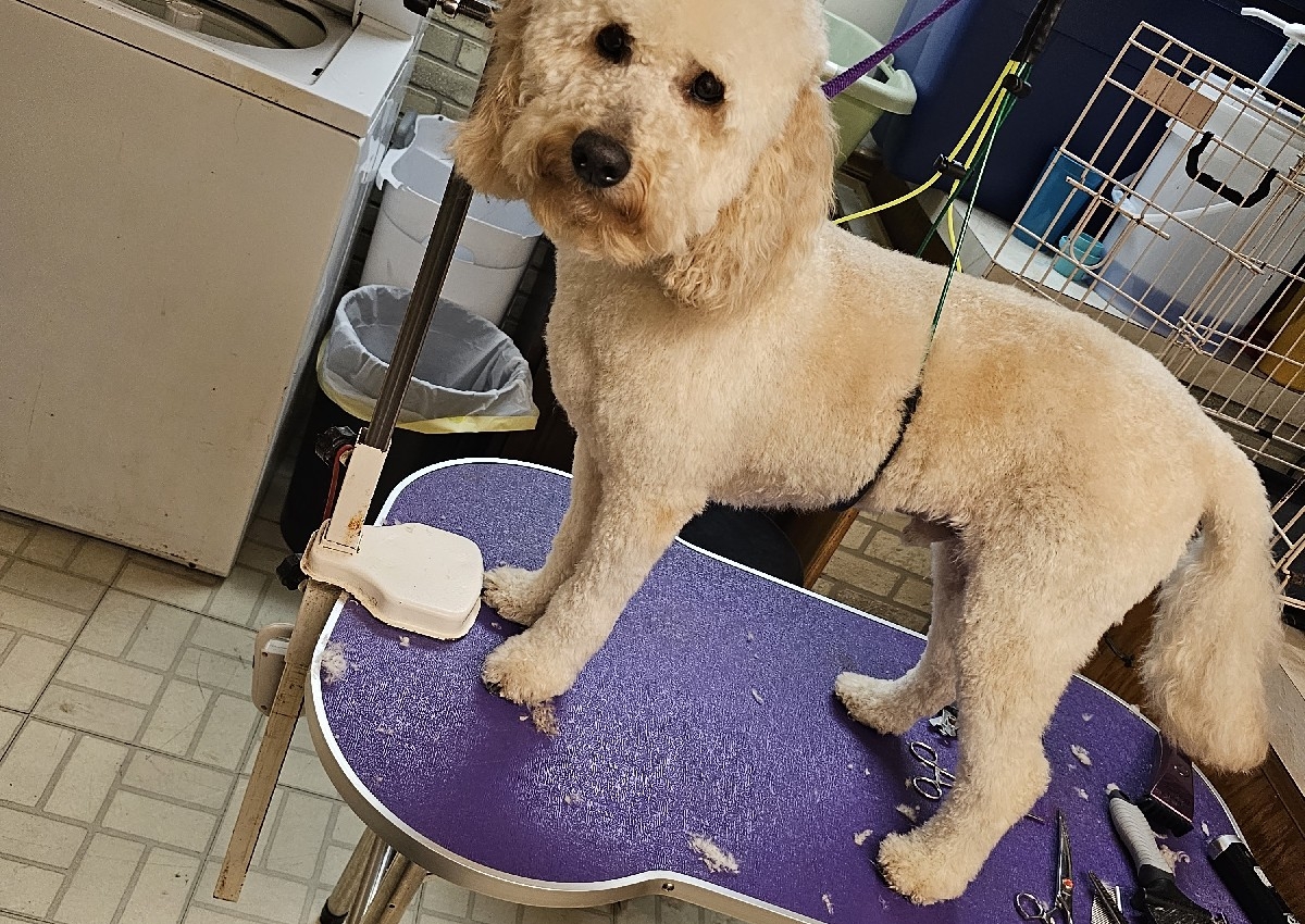 Small Dog Full groom