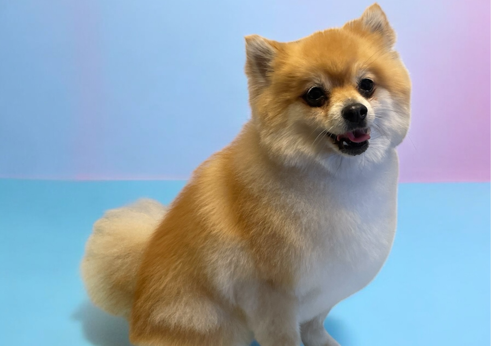 Long coat De-shed XS-M