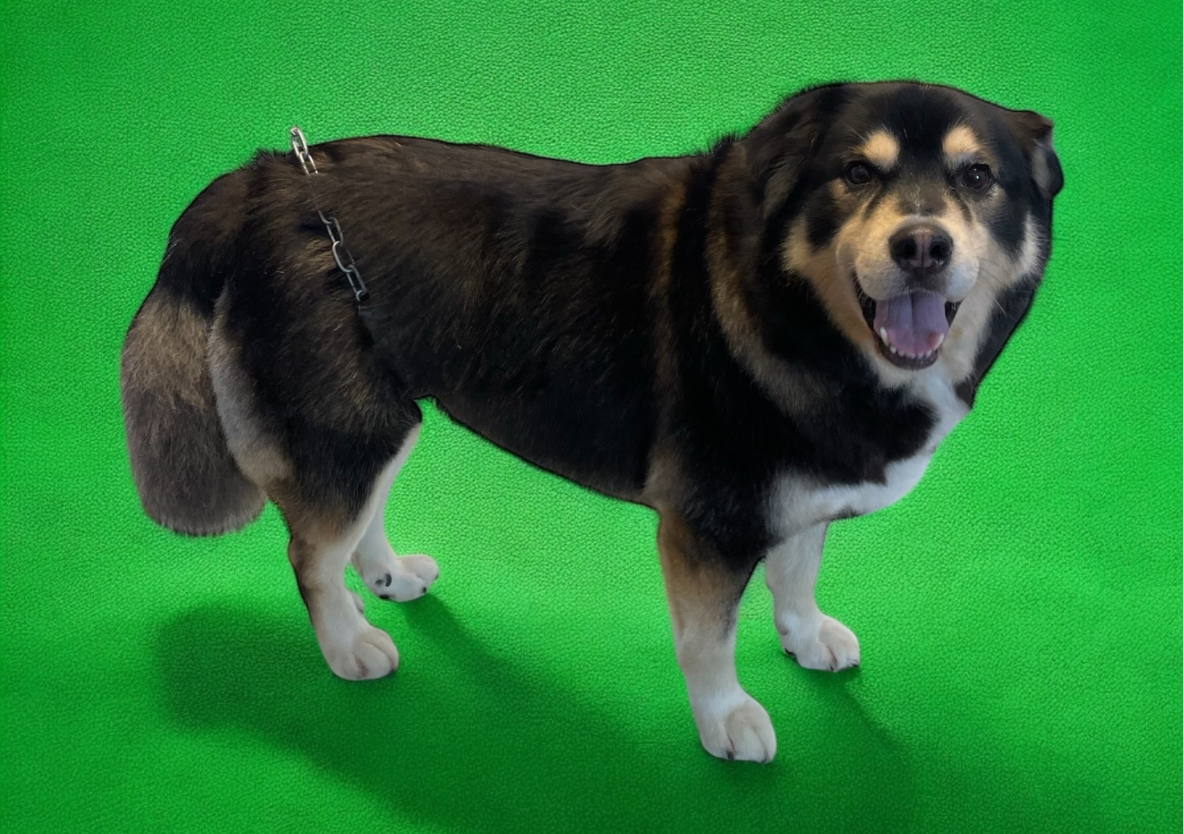 Long coat De-shed L-XL