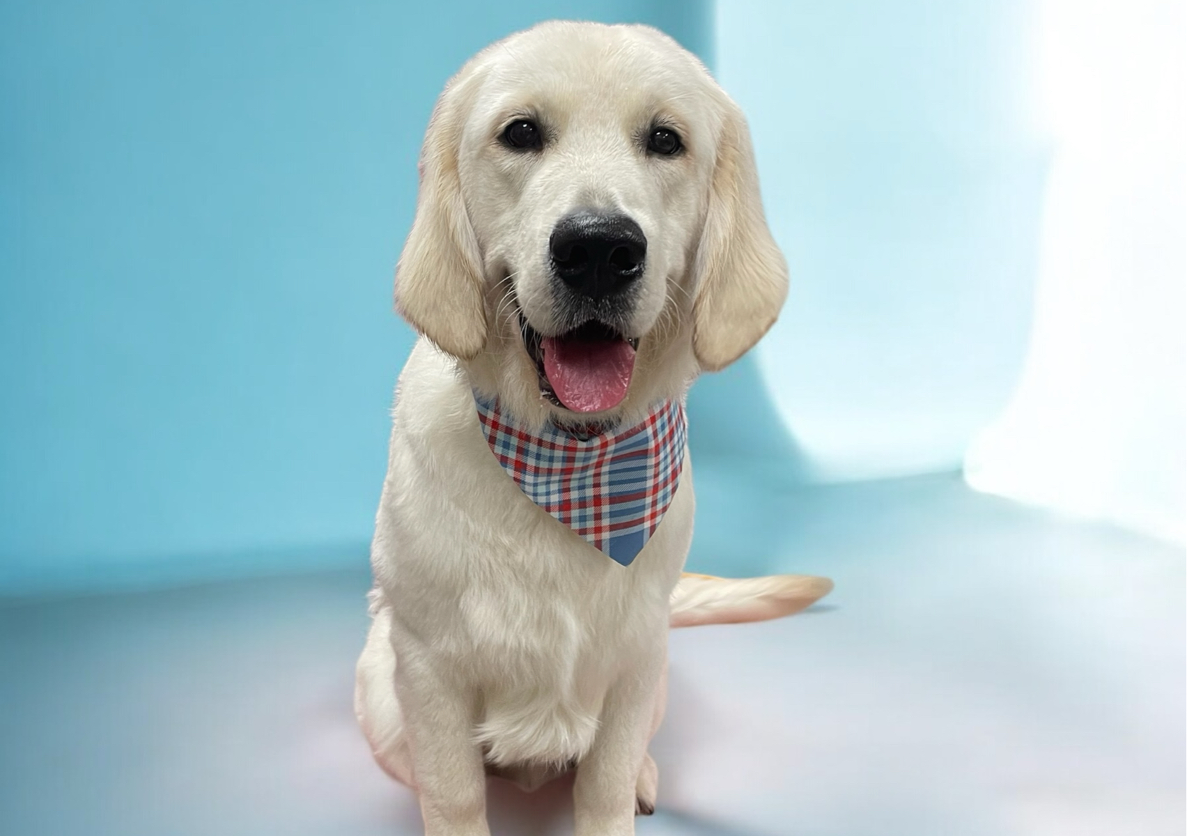 Short Coat De-shed L-XL