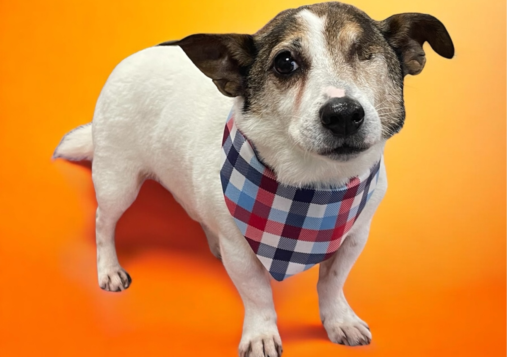 Short Coat De-shed XS-M