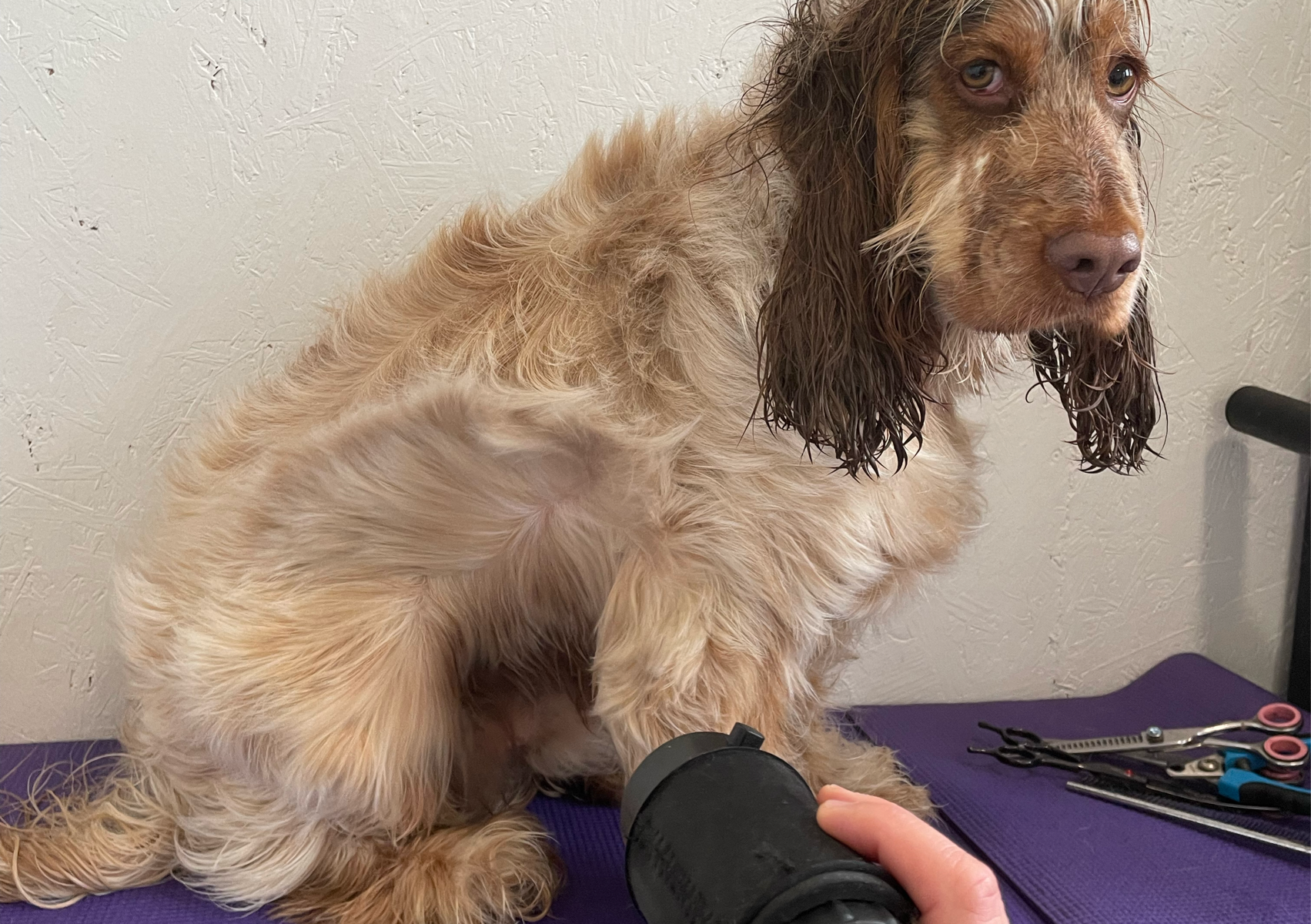 Full Groom 2hr 30 session (medium )