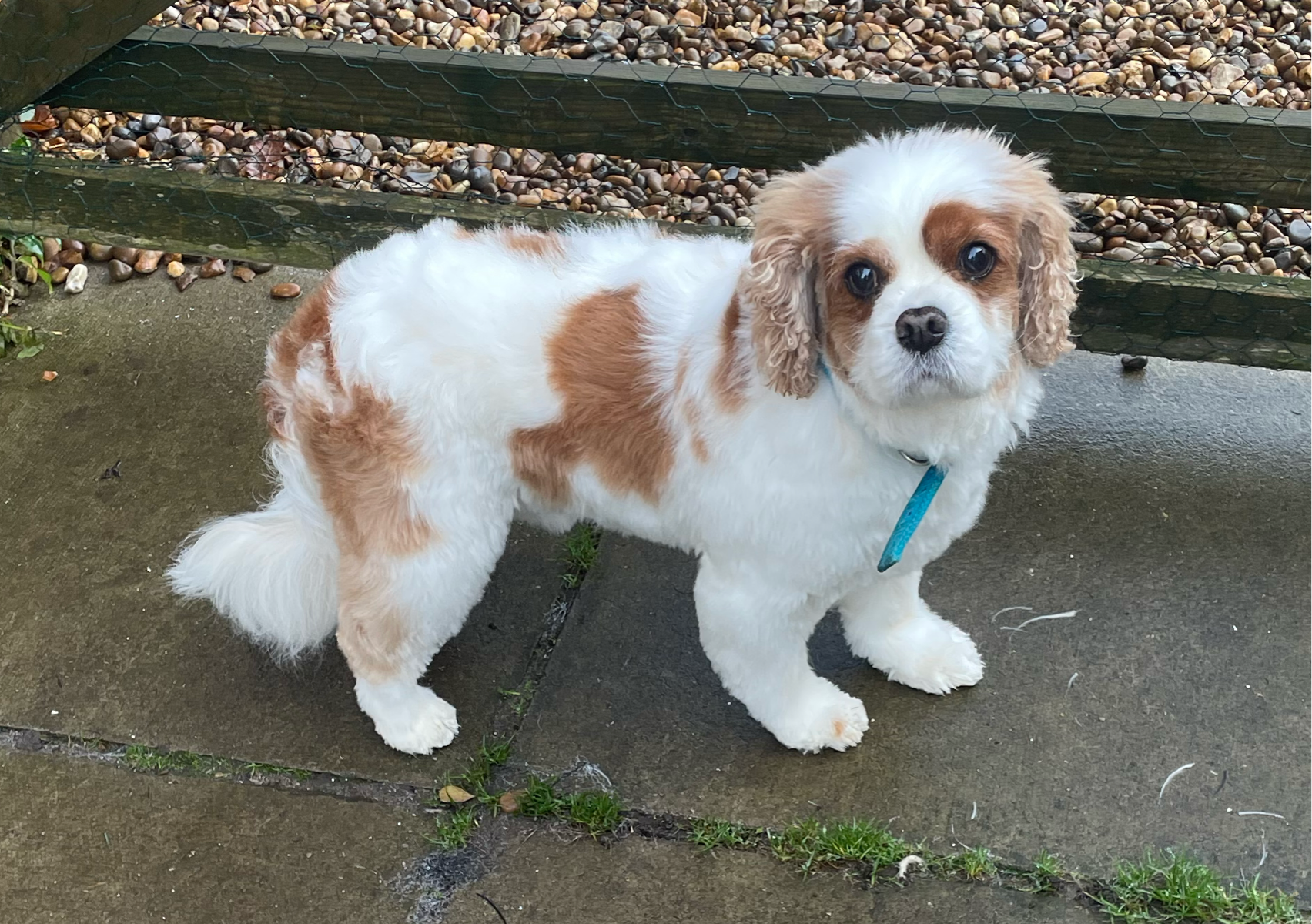 Full groom (small/medium dog) 1hr 45 min