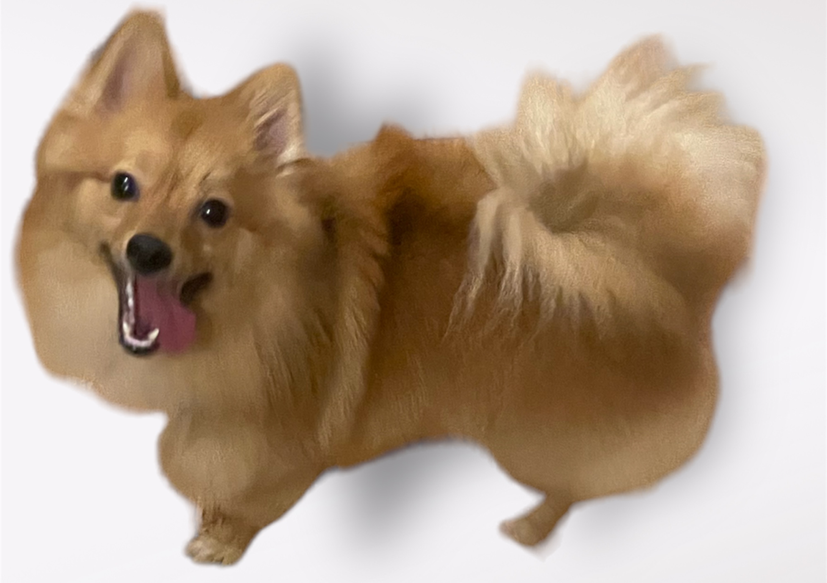 Puppy Experience (3-12months old)