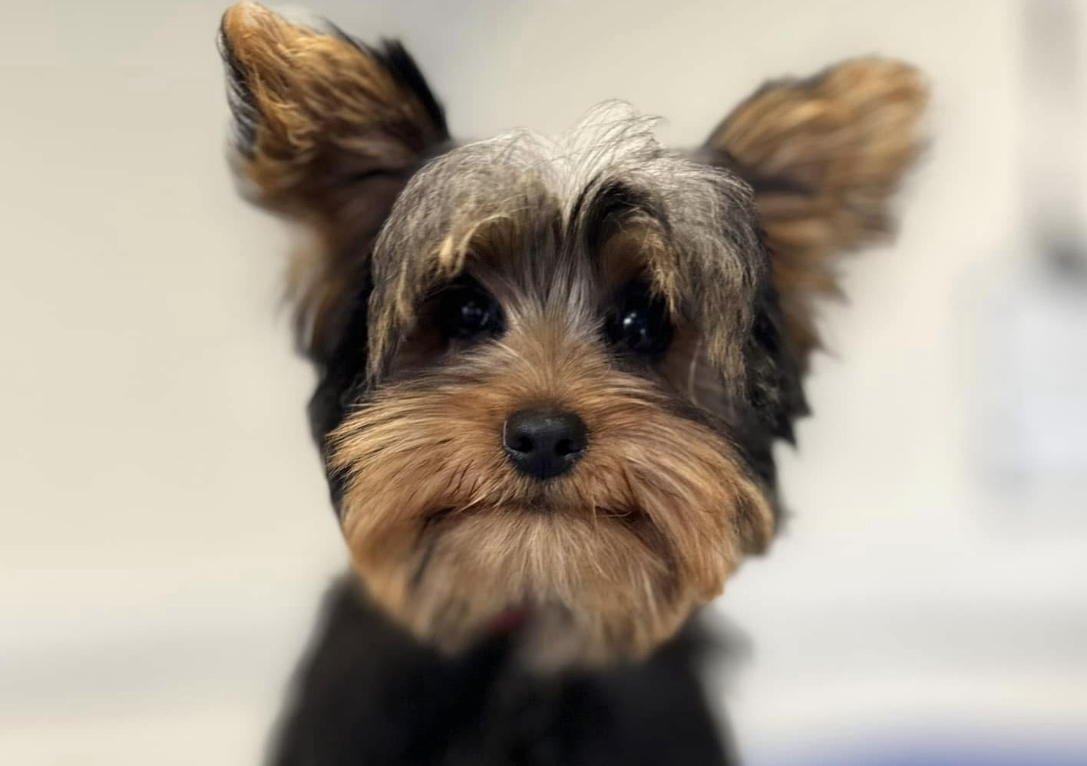 Puppy package (prices start at £50 ph)