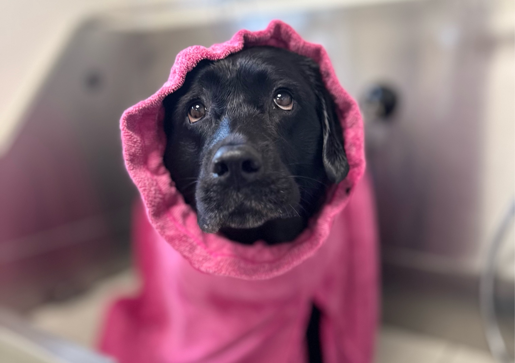 Bath and brush (prices start at £50 ph)