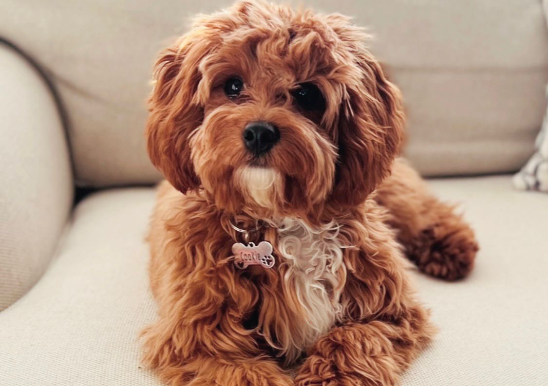 Puppy Groom (3-6 Months old)