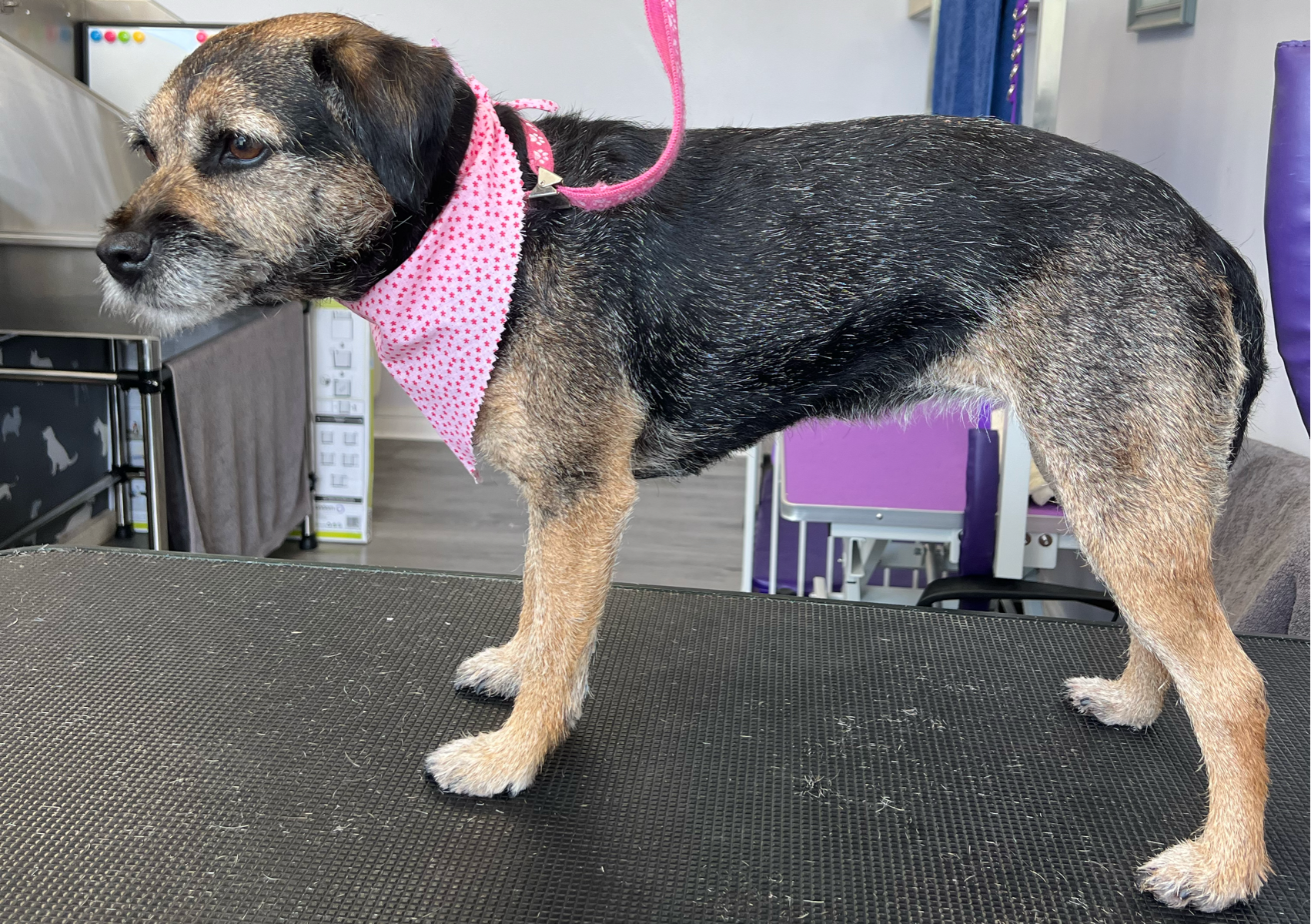 Hand Strip, Bath, Blowdry & Nail Trim