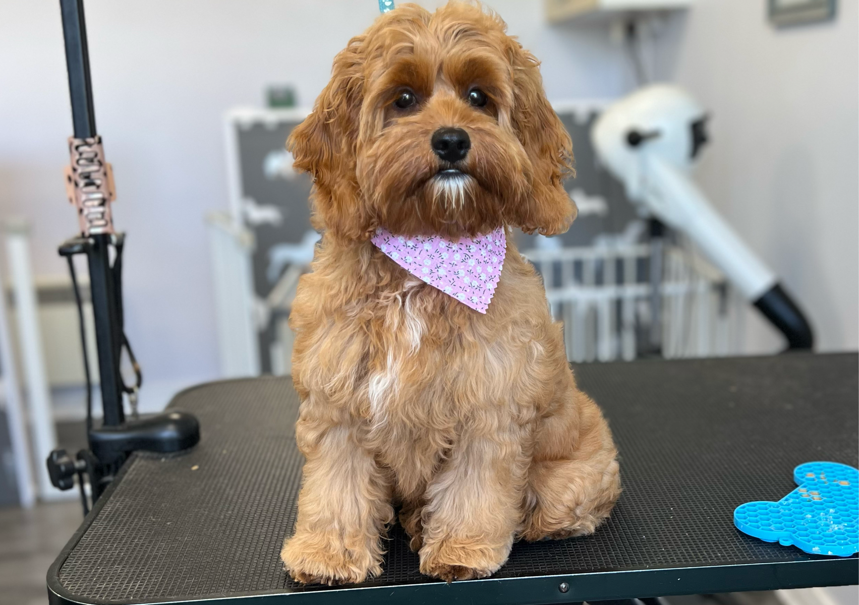 Puppy Groom (all breeds)