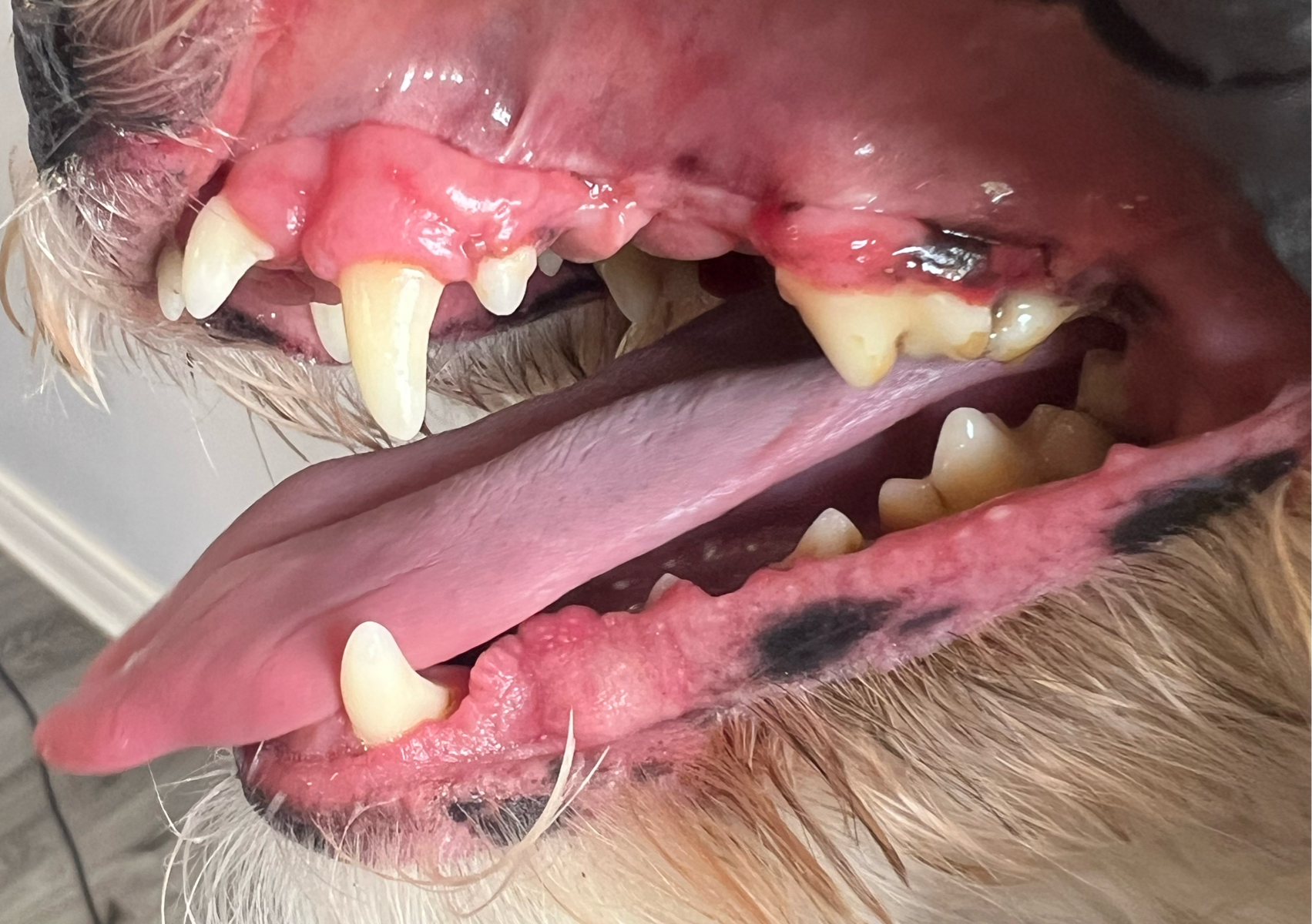 Teeth Cleaning (Without A Groom)