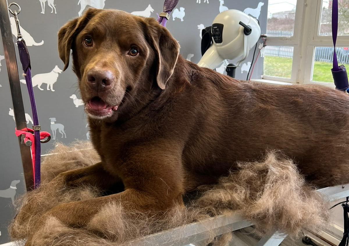 Short Haired Bath, Blow Dry & Nails