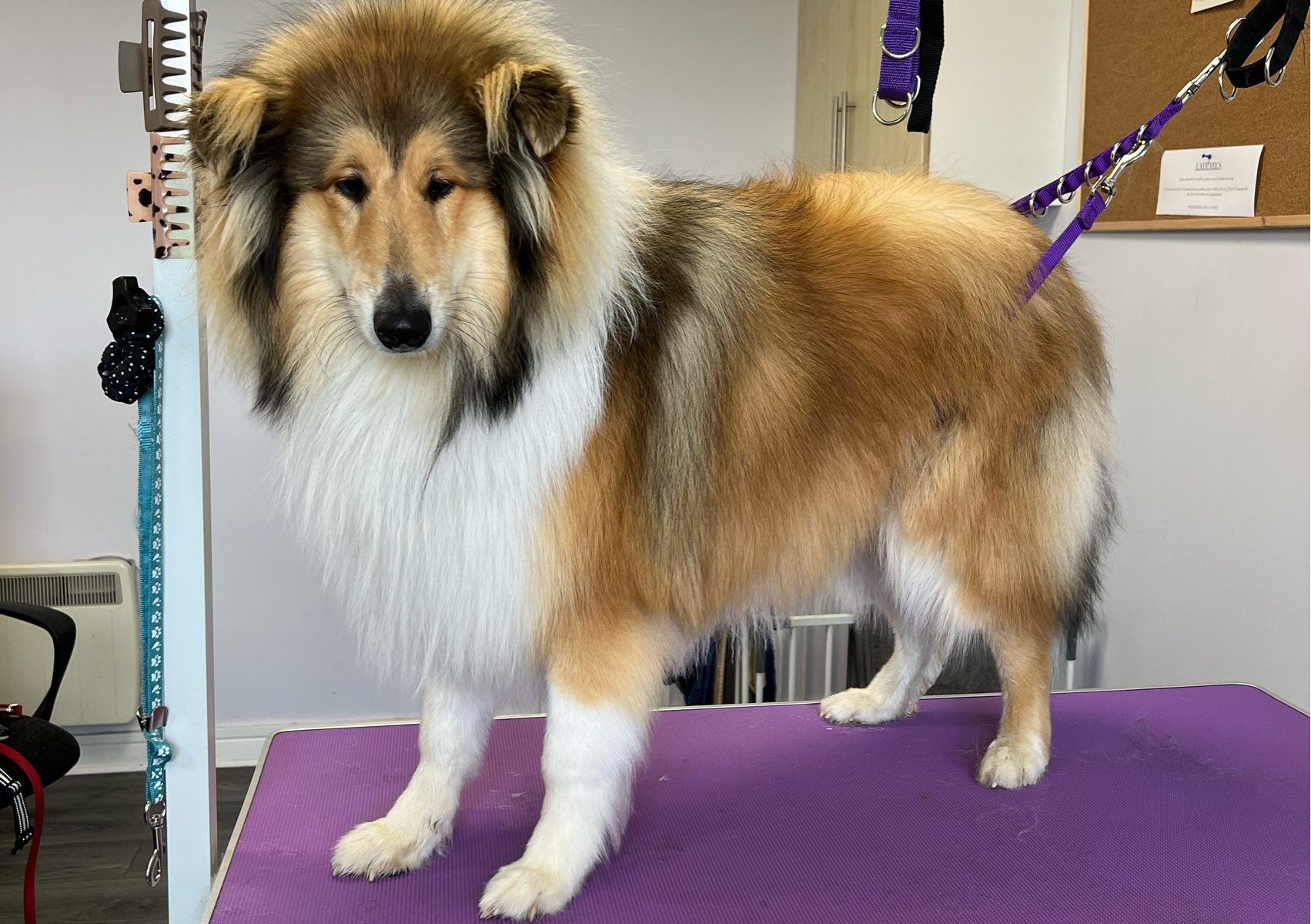 Long Haired Bath, Deshed and Nails