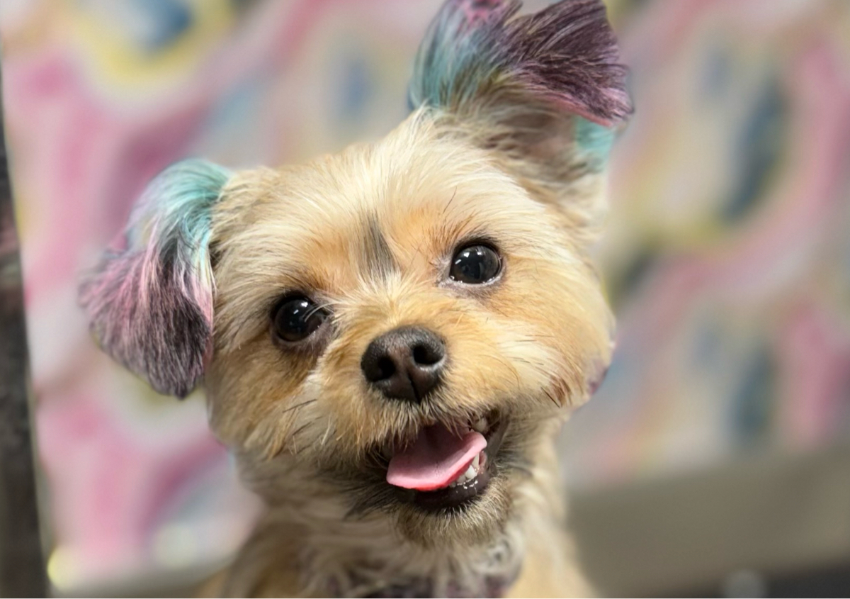 LUX Bath, Brush & Blowout 