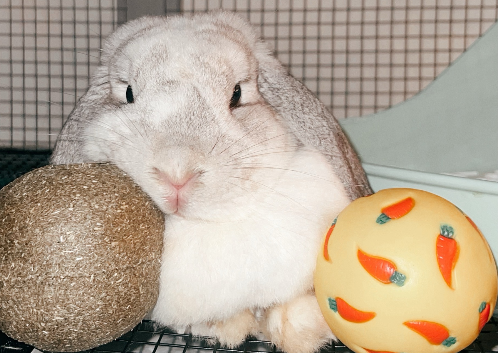 Mini session for pets 