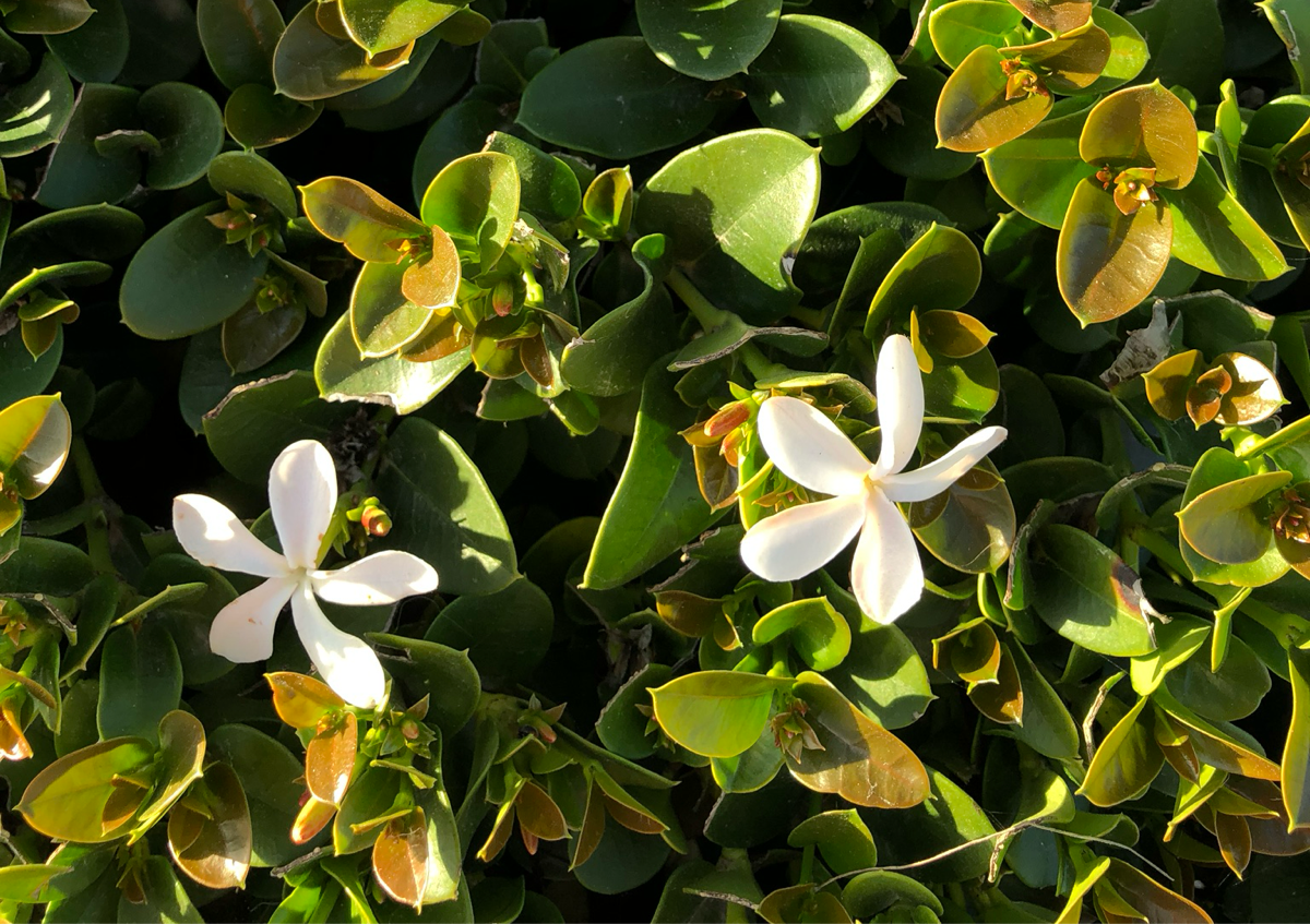 Reiki (nervous system hug)