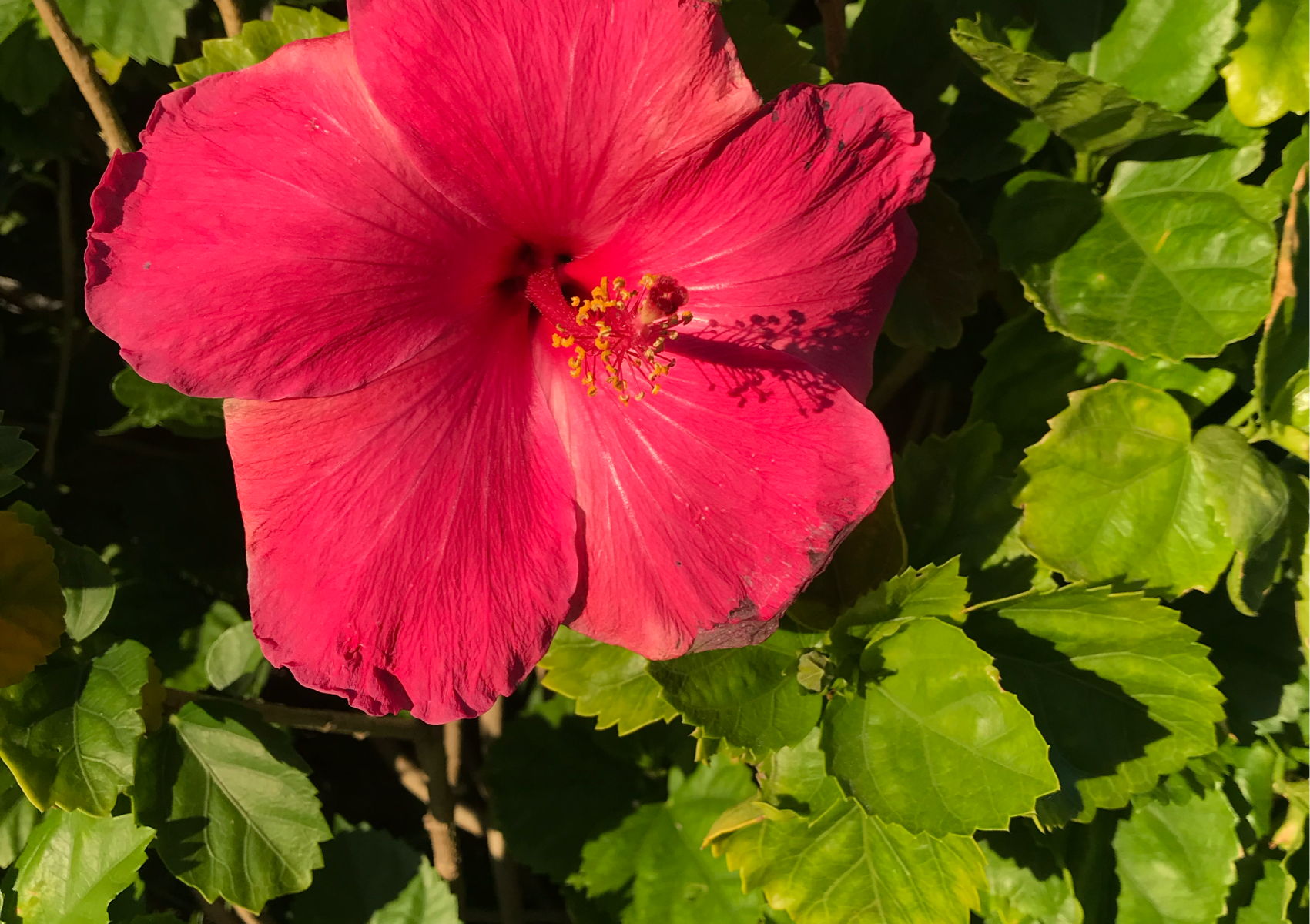 1 hour therapeutic massage 